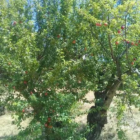 Holiday home Trullo Maestro